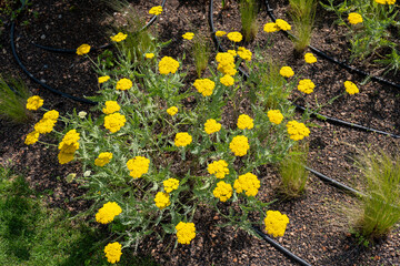 Yellow yarrow (Achillea filipendulina) in a dry garden bed with drip irrigation, gravel soil, and ornamental grasses, photographed in sunlight.