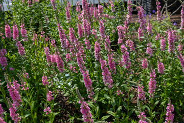 Field of pink penstemon (Penstemon sp.) in full bloom on a sunny day. Vertical flower spikes fill...