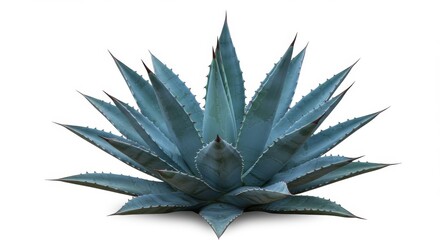 Fototapeta premium Symmetrical Agave Plant on White Background - Agave succulent, desert plant, symmetrical leaves, nature, resilience. Symbolizes strength, adaptation, endurance, beauty, and serenity