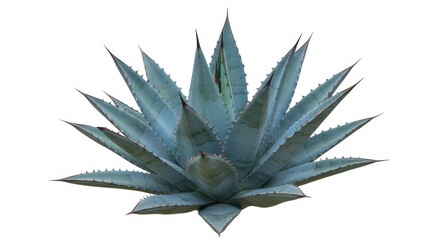 Fototapeta premium Symmetrical Blue Agave Succulent Plant - A striking of a blue agave succulent, symbolizing resilience, desert beauty, geometric perfection, growth, and arid landscapes