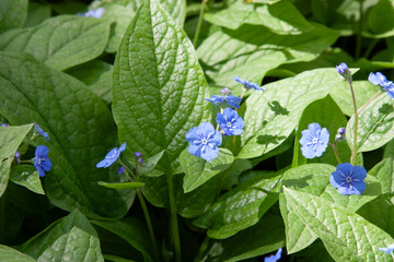 Little blue flowers. Forget-Me-Not Flowers with bright green leaves. Little Blue Forget-Me-Not Flowers On Spring Meadow. Natural floral background