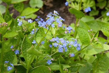 Little blue flowers. Forget-Me-Not Flowers with bright green leaves. Little Blue Forget-Me-Not Flowers On Spring Meadow. Natural floral background