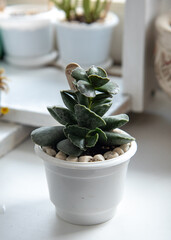 Adromischus cooperi, succulent plant growing in a small white pot on the window sill. Tree-like shape, thick foliage with wavy ends, brown blotches.