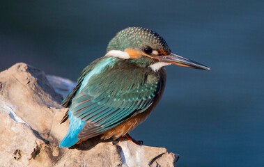King Fisher