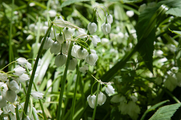 Spring white flower.s Allium paradoxum blooms in garden. White flowers similar to lily of the...