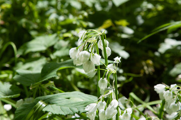 Spring white flower.s Allium paradoxum blooms in garden. White flowers similar to lily of the valley flowers. Spring floral bloom background