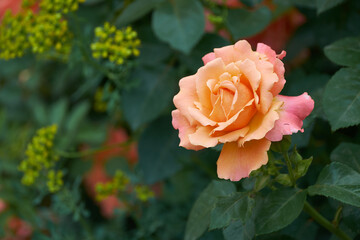 beautiful plant in the garden