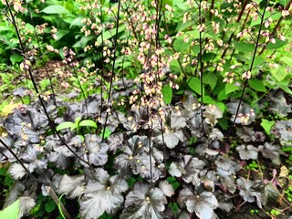 Heuchera with decorative leaves will decorate any garden
