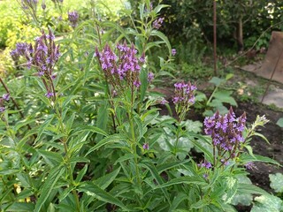 Verbena Hastata 