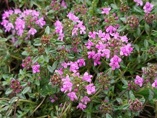 creeping thyme blooming in the garden