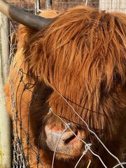 shaggy highland cow at a farm behind a fence