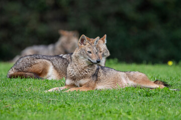Resting in the park