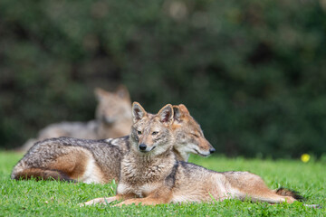 Resting in the park