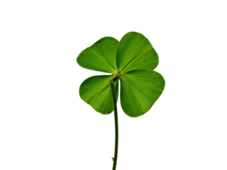 Four leaf clover plant isolated on transparent background