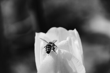Bee and poppy and tulip flower. Nice bokeh effect of early morning golden hour. Meditation of plants, birds and insects. Sun glares in a village. Kyiv, Ukraine. High resolution.		