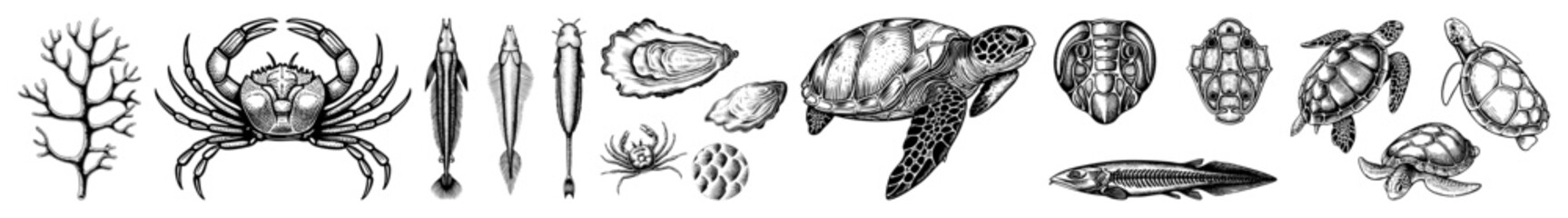 Vector Detailed illustrations of diverse marine life and botanical elements are presented in a vintage engraving style.