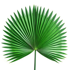 Fiji fan palm pinnate leaves at 90° showing parallel veins and bifid tips, 4K detail