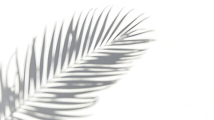 Fototapeta premium Palm leaf frame shadow , only shadow no tree