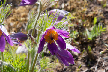 Wild purple flowers. Spring Pasque Flowers. Springtime season. Beautiful purple flowers blooming....