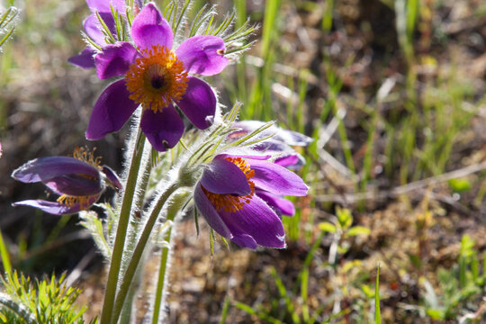 Wild purple flowers. Spring Pasque Flowers. Springtime season. Beautiful purple flowers blooming. Natural spring floral background with copy space