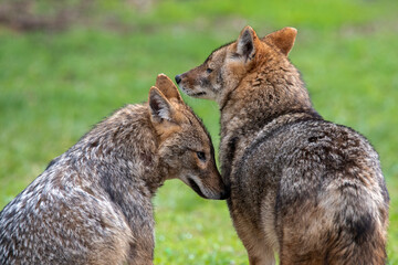 Love of jackals