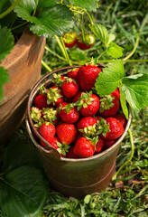 Fresh picked strawberries in a bucket beside a potted strawberry plant in a backyard garden