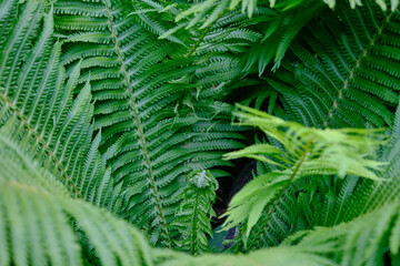 green grass in the garden