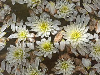 large quantity of water lilies and scattered petals seen from above