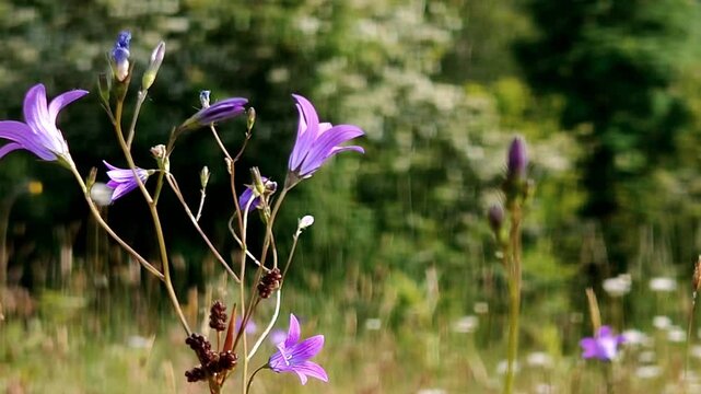 in the video flowers are field bells