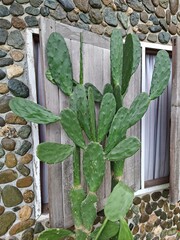 Green Cactus Plant with Flat Pads on Wooden Window Frame Background