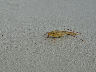 Close-Up of a Yellow Grasshopper on a Gray Surface