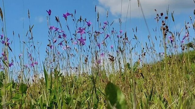 The video shows beautiful wildflowers against the sky