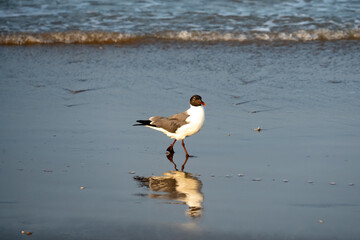 Laughing gull in South Padre Island