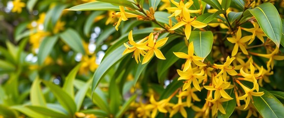 Vibrant yellow Cananga odorata flowers in full bloom on a lush green ylang-ylang bush,  detail,  cananga