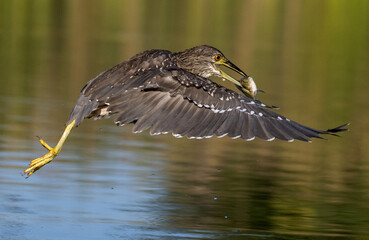 young Night Heron at mealtime