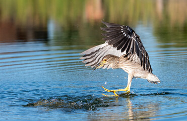 young Night Heron at mealtime