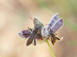 Broad-headed bug. Camptopus lateralis is a type of true bug (Hemiptera)