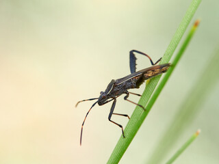 Broad-headed bug. Camptopus lateralis is a type of true bug (Hemiptera)