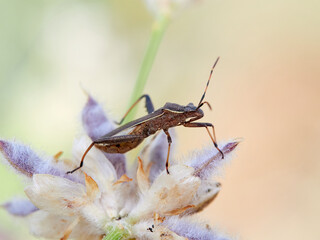 Broad-headed bug. Camptopus lateralis is a type of true bug (Hemiptera)