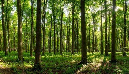 Obraz premium trees in the forest