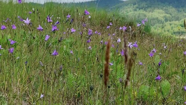 in the video flowers are field bells