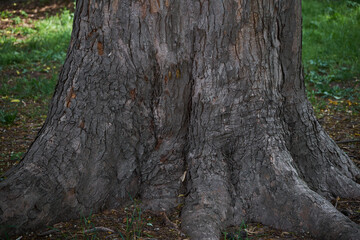 view on tree in the nature