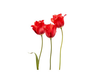 Obraz premium Three red tulips isolated on transparent background
