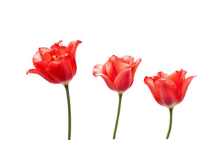 Obraz premium Three red tulips isolated on transparent background