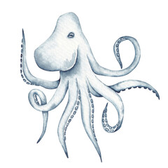 Octopus hand drawn by watercolor. Layout for card, invitation, banner, logo design. Isolated on white background. Underwater, ocean, sea element