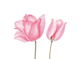 Fototapeta premium Two pink tulips isolated on transparent background