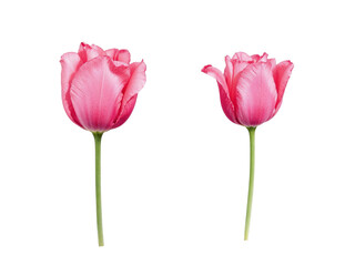 Two pink tulips isolated on transparent background