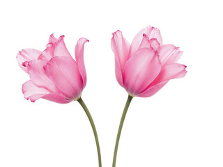 Fototapeta premium Two pink tulips isolated on transparent background