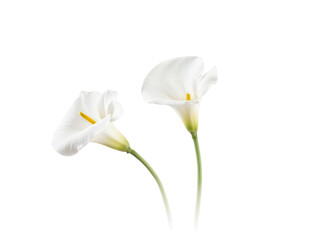 Two white calla lilies isolated on transparent background © Runa