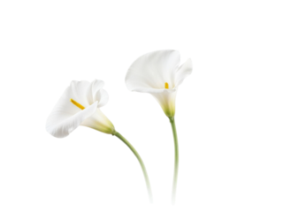 Two white calla lilies isolated on transparent background